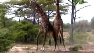 Giraffe Fight [upl. by Judus]