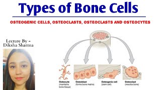 Types of Bone Cells  Osteogenic cells Osteoblasts cells Osteocytes cells and Osteoclasts cells [upl. by Gallager]