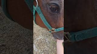 Getting my horse Pokeys feet done to keep him healthy ☺️ horseshoe countrylife educational horse [upl. by Sager472]