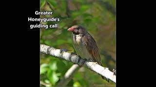 Greater Honeyguides guiding call [upl. by Brand424]