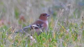 Pinson des arbres  Common Chaffinch [upl. by Oiznun]