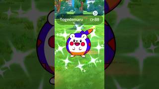 Getting Lucky With ✨Shiny Togedemaru in pokemon go pokemon soparstart shiny [upl. by Braun]