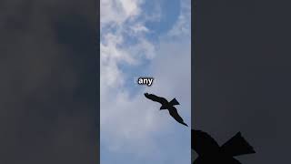 Soar Like an Eagle Unleash Your Potenti shortsvideo shortvideo motivationmotivational eagles [upl. by Tiphane]