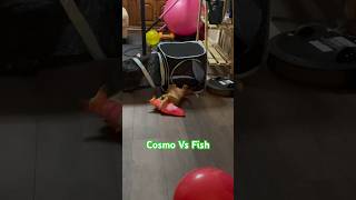 Kitten Cosmo Vs Fish [upl. by Cormac965]