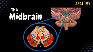 Mesencephalon Midbrain  External amp Internal structures  QUIZ  Anatomy [upl. by Anassor]