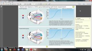 Psychology 306 Biopsychology  Chapter 16 The Split Brain Study [upl. by Matta]