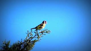 Chant De Chardonneret Elégant Dans La Nature [upl. by Swor830]