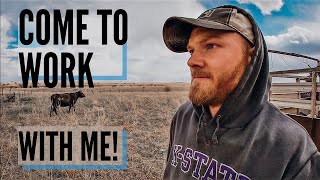 DAY IN THE LIFE of a Cattle Rancher [upl. by Tioneb3]