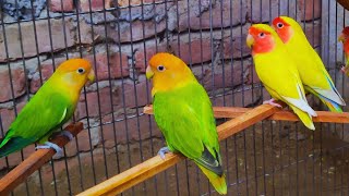 2 Hours Lovebird Sounds Lovebird Singing and Chirping Song  Sweet Sleep [upl. by Cloots]