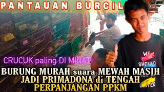 INI DIA YANG LAGI FULL STOCK BURUNG CRUCUK DAN BURCIL [upl. by Aiblis]