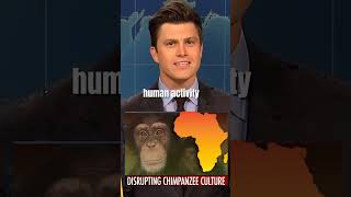 “WEEKEND UPDATE JOKE SWAPquot CHIMPANZEE CULTURE COLIN JOST😂😱shortssaturdaynightlive viraltrending [upl. by Hildegaard650]