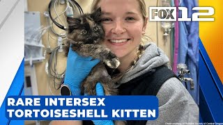 Rare intersex male tortoiseshell kitten discovered by Humane Society in Bend [upl. by Atsyrhc]