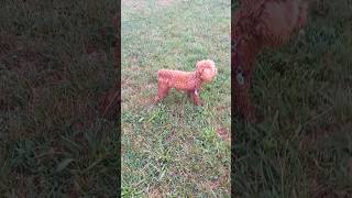 Hilarious Poodle Running in Rain with Shoes shorts [upl. by Iturhs828]