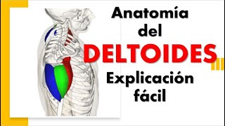 ANATOMÍA DE MÚSCULO DELTOIDES EXPLICACIÓN FÁCIL [upl. by Areek]