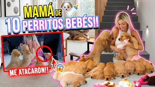 24 HORAS SIENDO MAMÁ DE 10 PERRITOS GOLDEN BEBÉS🐶🍼💘 AYUDA🙆🏼‍♀️🍼  Katie Angel [upl. by Casta735]