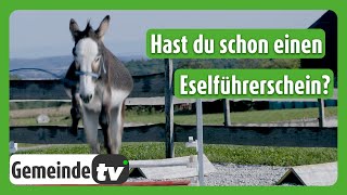 Vom Eselwandern zum Hobby Horsing [upl. by Adnilema391]