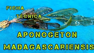 ficha técnica aponogeton madagascariensis [upl. by Aidahs508]