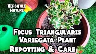 Ficus Triangularis Variegata Plant Repotting amp Care🪴 [upl. by Notnats]