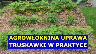 Agrowłóknina Zniszczy Truskawki Dlaczego Truskawki Padają Jak Uprawiać Truskawki W PRAKTYCE 5 Lat [upl. by Mychael]