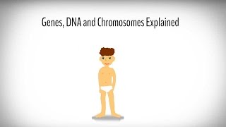 Genes DNA and Chromosomes explained [upl. by Akem838]