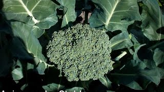 How to grow Broccoli with big and tight flower head [upl. by Rudiger]