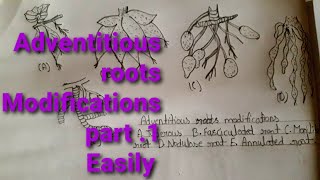 Adventitious roots ATuberous BFasciculated CMoniliform root DNidulose root EAnnulated root [upl. by Munsey]