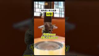 【血液型】みんなで焼肉に来たらこうなる… 猫ミーム [upl. by Nahseez954]