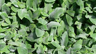 Lambs Ear Stachys byzantina ‘Silver Carpet’ [upl. by Randal]