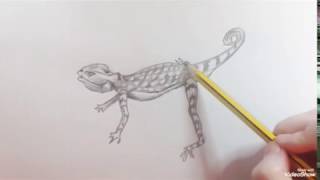 How to draw a Lizard Agama speed  Como dibujar un Reptil Agama rápido [upl. by Ainala]