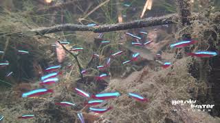 CARDINAL in NATURE  NEON TETRA in NATURE see the NATURAL HABITAT of PARACHEIRODON AXELRODI [upl. by Otrebogad316]