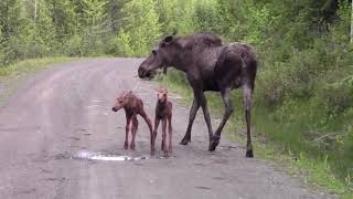 This Moose Attacks Our Truck [upl. by Duthie767]