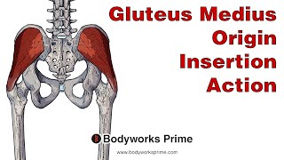 Gluteus Medius Anatomy Origin Insertion amp Action [upl. by Aneladdam340]