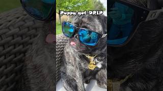 Does your dog need DRIP 🤑👑 dog funny trending cute [upl. by Aiceled]