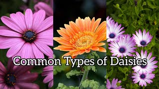 Common Types of Daisies [upl. by Nawaj]