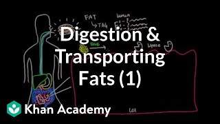 Digestion Mobilization and Transport of Fats  Part I [upl. by Olivann]