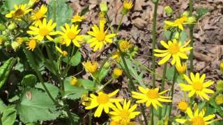 Capital Naturalist Golden Ragwort or Groundsel [upl. by Niltac509]