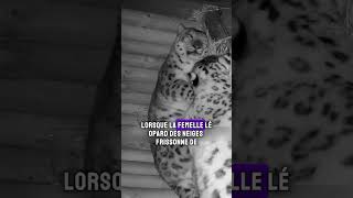 Le tendre soutien dun léopard des neiges  histoire dune grossesse en pleine nature leopard [upl. by Miguelita]