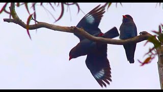 Australian Dollarbird pair amp their crazy calls Australian birds [upl. by Jt87]