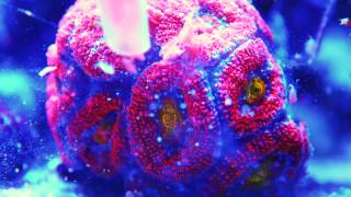 Acanthastrea eating Goldpods  Coral timelapse [upl. by Itra]