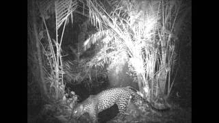 Footage of a Javan Leopard  one of only 250 left in the wild [upl. by Eastlake]