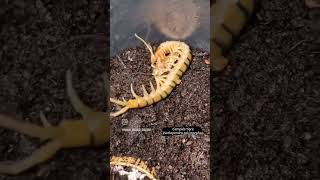 Ciempiés tigre Scolopendra polymorpha Scolopendra animals exotic mexico méxico pets fang [upl. by Gaivn]