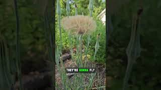 Salsify going to seed and milkweed about to bloom [upl. by Netsirt]