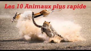 Top 10 des animaux terrestres les plus rapides au monde quel animal court le plus vite sur Terre [upl. by Enitsirhk926]