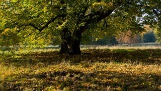 Herbst in Berlin  Autumn in Berlin [upl. by Ayokahs]