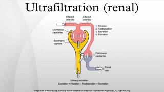 Ultrafiltration renal [upl. by Russell715]