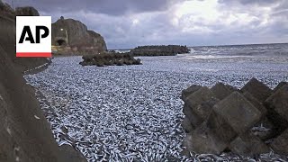 Thousands of dead fish wash up on beaches in Japan [upl. by Ierdna892]