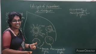 First interlife cycle of plasmodium in mosquito [upl. by Lolande36]