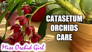 How to care for Catasetum orchids  basic culture for Catasetum type orchids [upl. by Mehcanem]