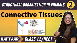 Structural Organization in Animals 02  Connective Tissues  Class 11NEET  RAFTAAR [upl. by Lorens]