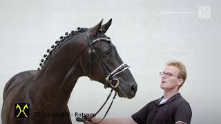 Hanoverian Stallion Licensing 2018 No 72 Stallion by Le Vivaldi  Rotspon [upl. by Speroni100]